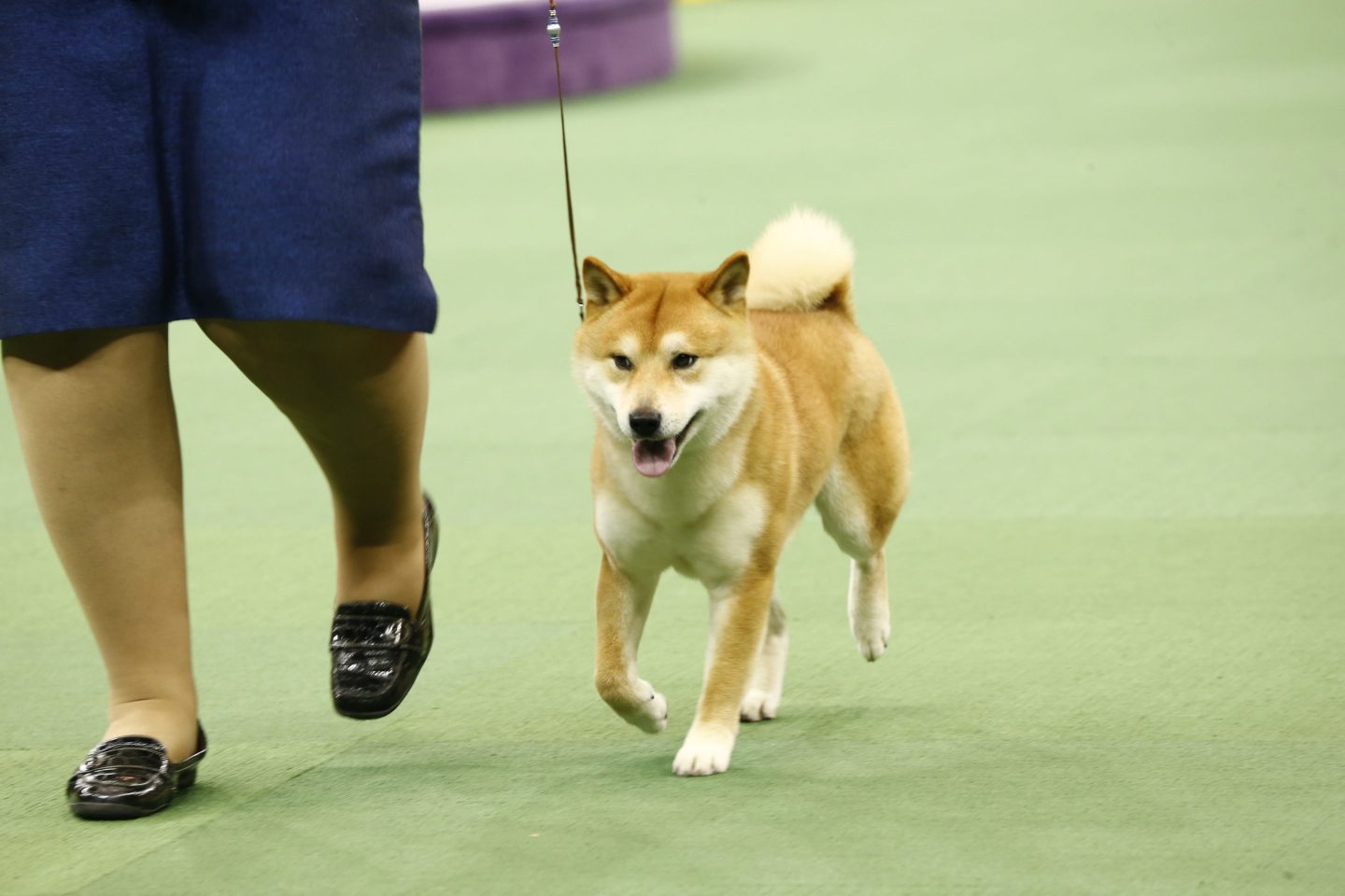 The 137th Westminster Kennel Club Dog Show - 2013
