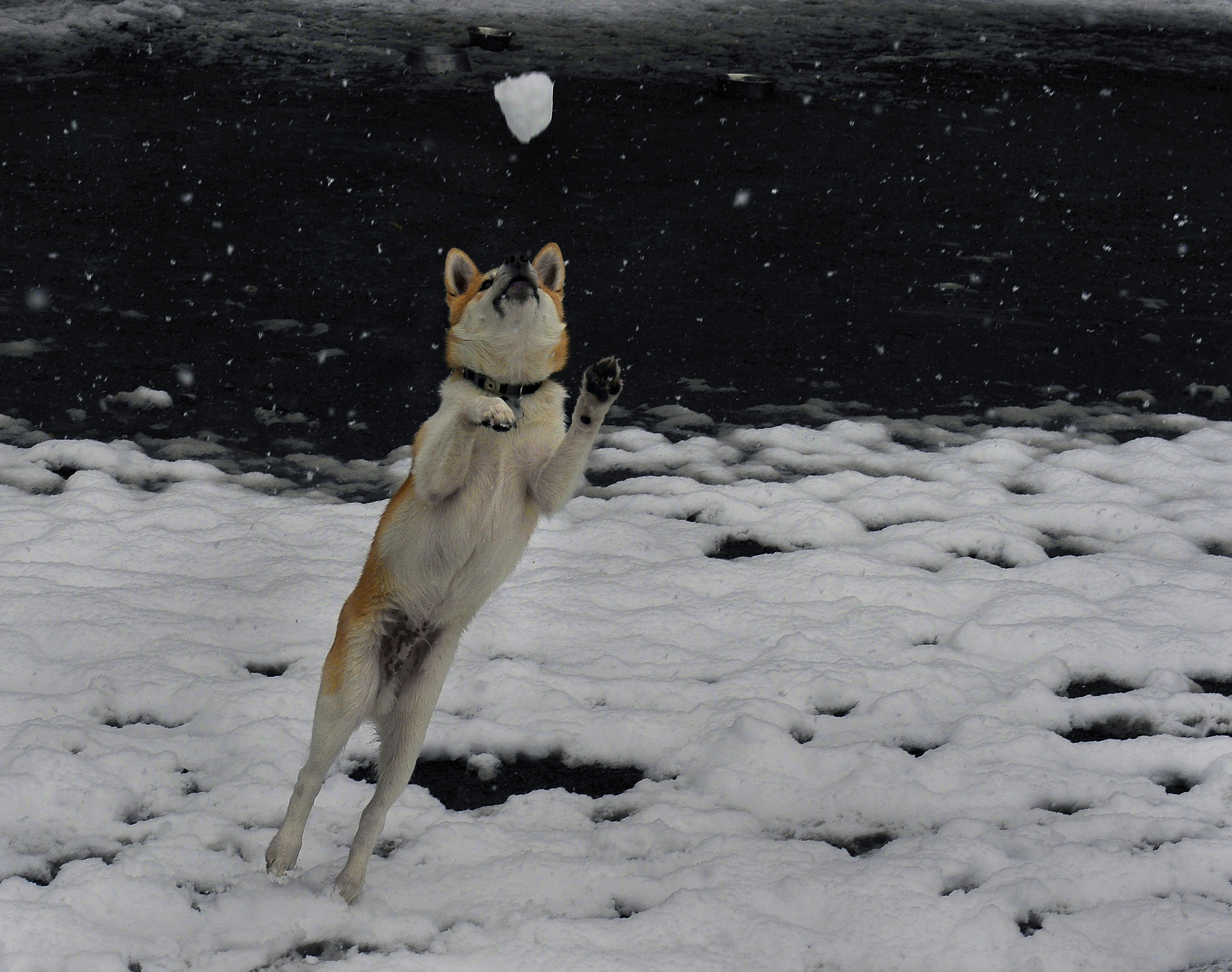 Shiba Inu coin surges on rumors that it would be listed on Robinhood |  Fortune