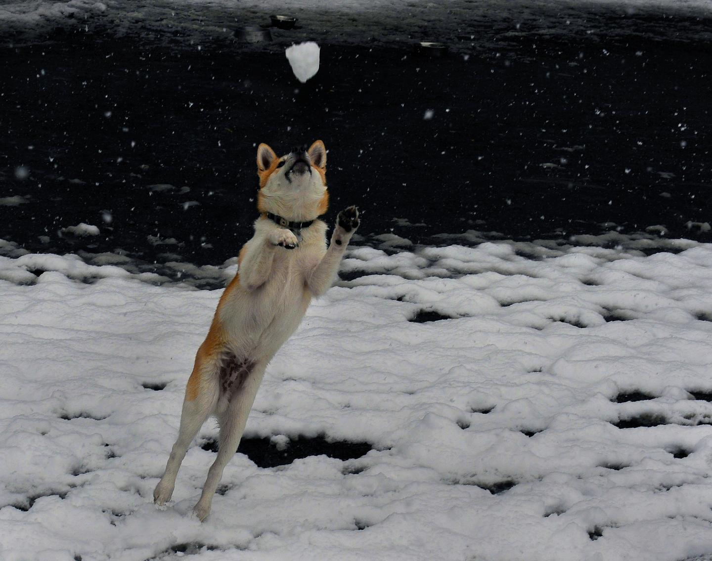 Shiba Inu coin surges on rumors that it would be listed on Robinhood