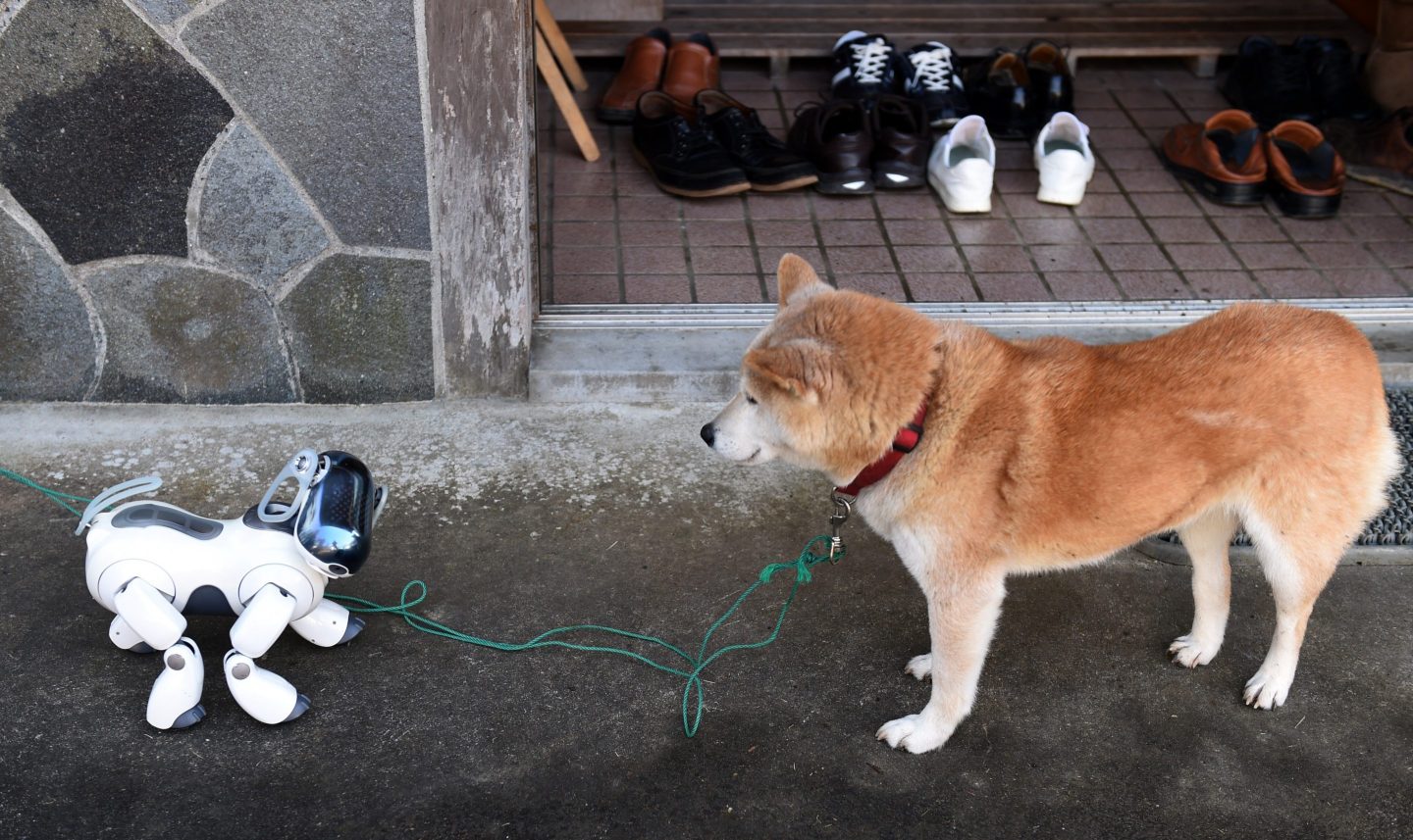 Musk puppy pic was only one factor in Shiba Inu coin’s breakout week