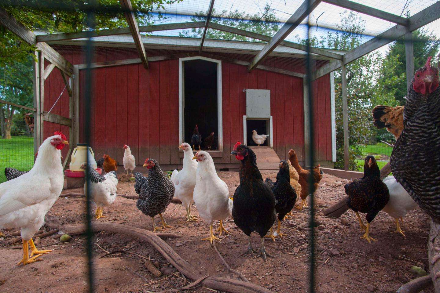 Perdue Farms is testing mobile solar-powered houses for chicken coops