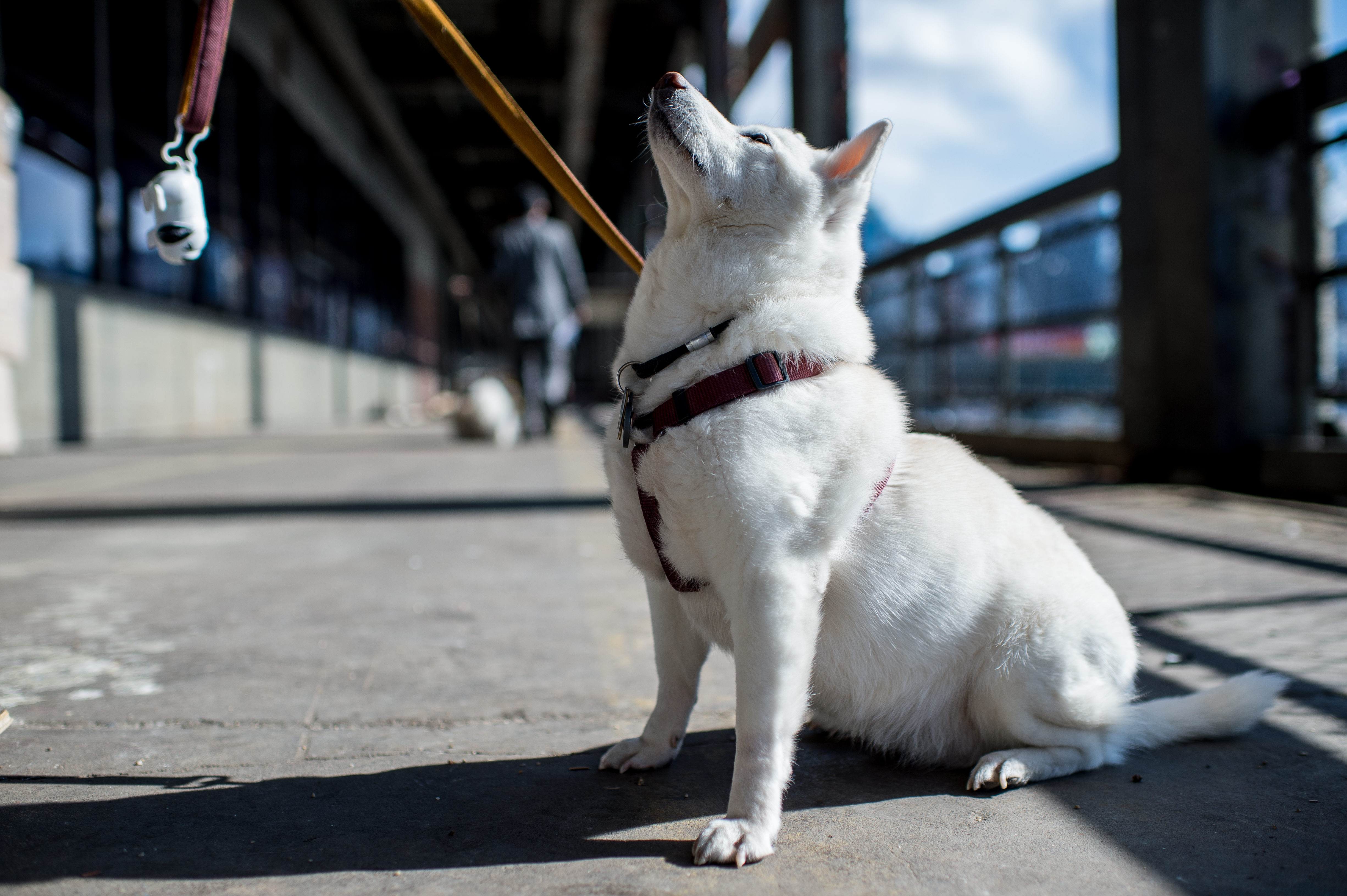 Crypto bulls ride the Shiba Inu rally to new highs as Bitcoin rebounds,  stocks stall | Fortune