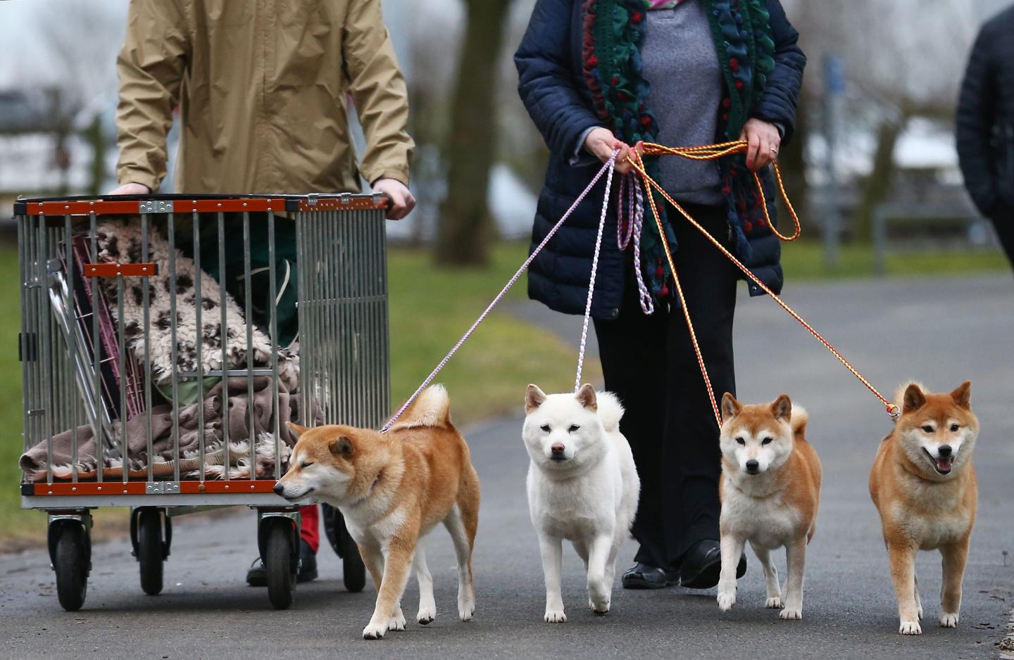 Meet the other dog-themed crypto challenging Dogecoin for dominance