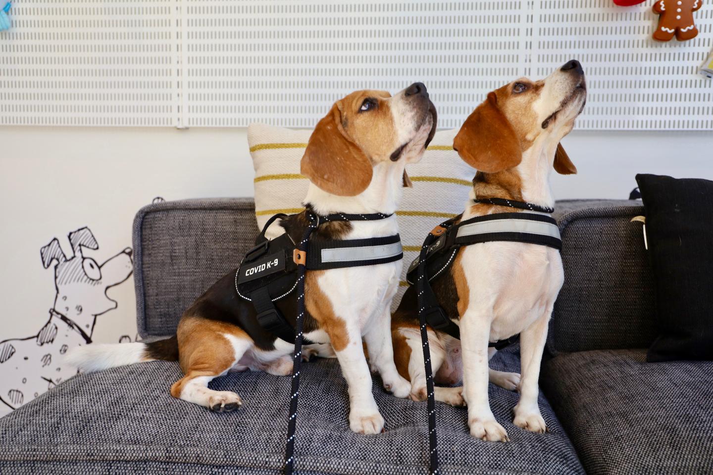 Pet care brand Bark enlists COVID-sniffing dogs to bring employees back to the office