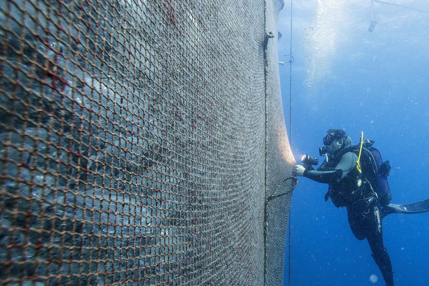 Stress from cramped conditions can make farmed fish more susceptible to illness and pests that can spread to surrounding wild fish.
