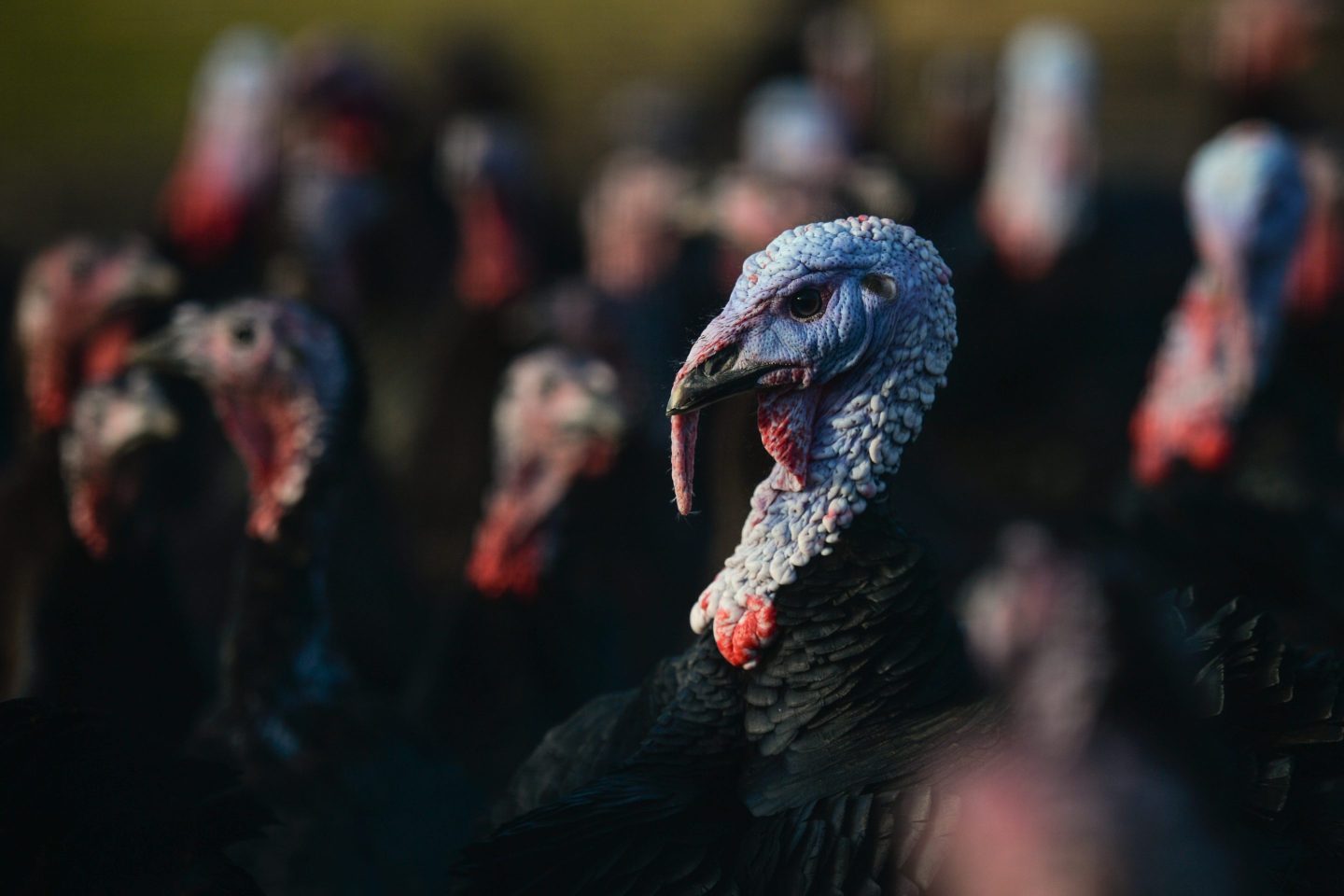 The prices of turkeys may vary significantly depending on the type of turkey shoppers purchase this year.