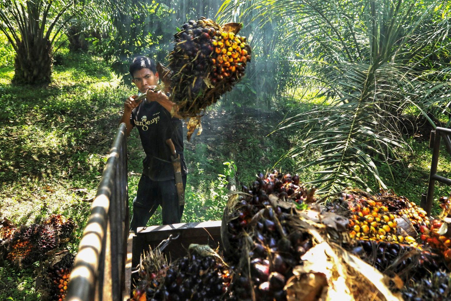 A worker harvesting palm fruits