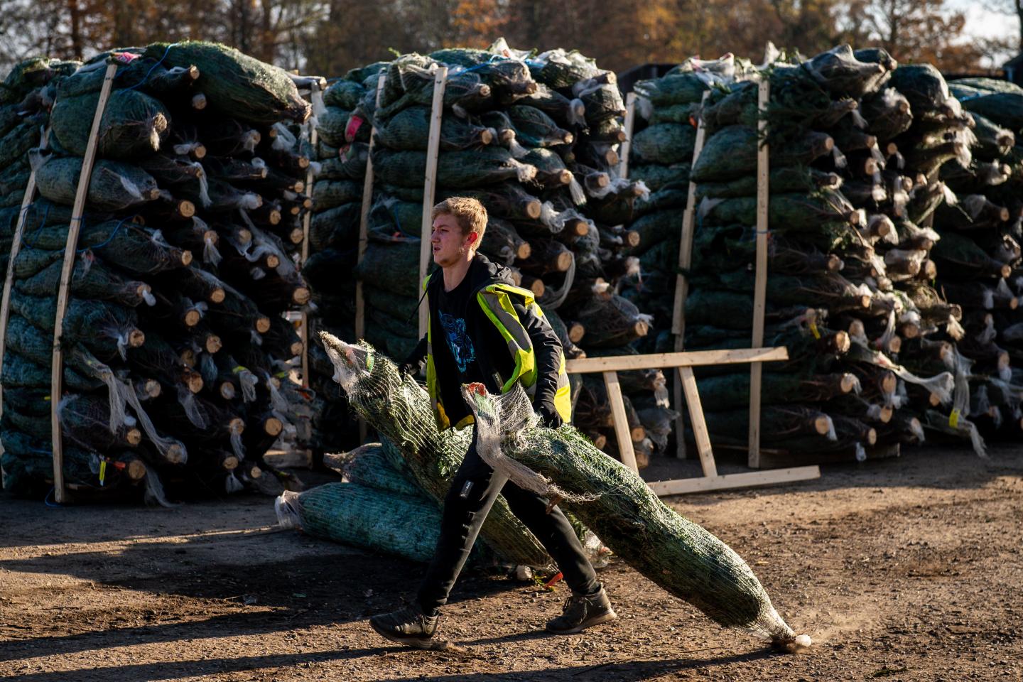 Christmas trees will cost a lot more this year