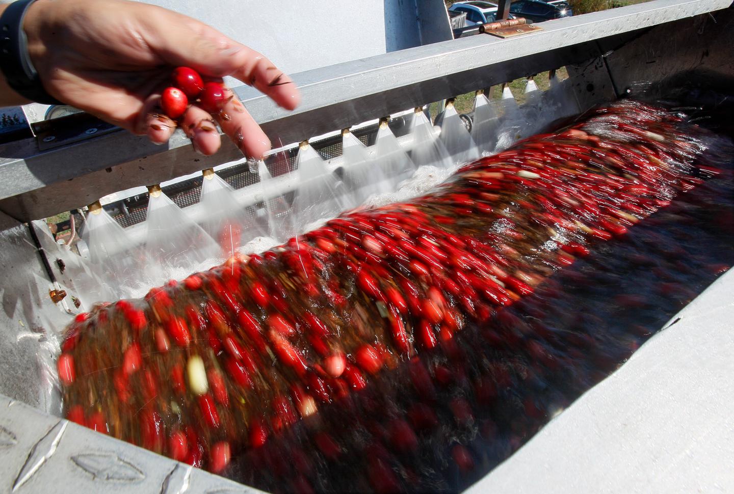 Why canned cranberries may be in short supply this Thanksgiving