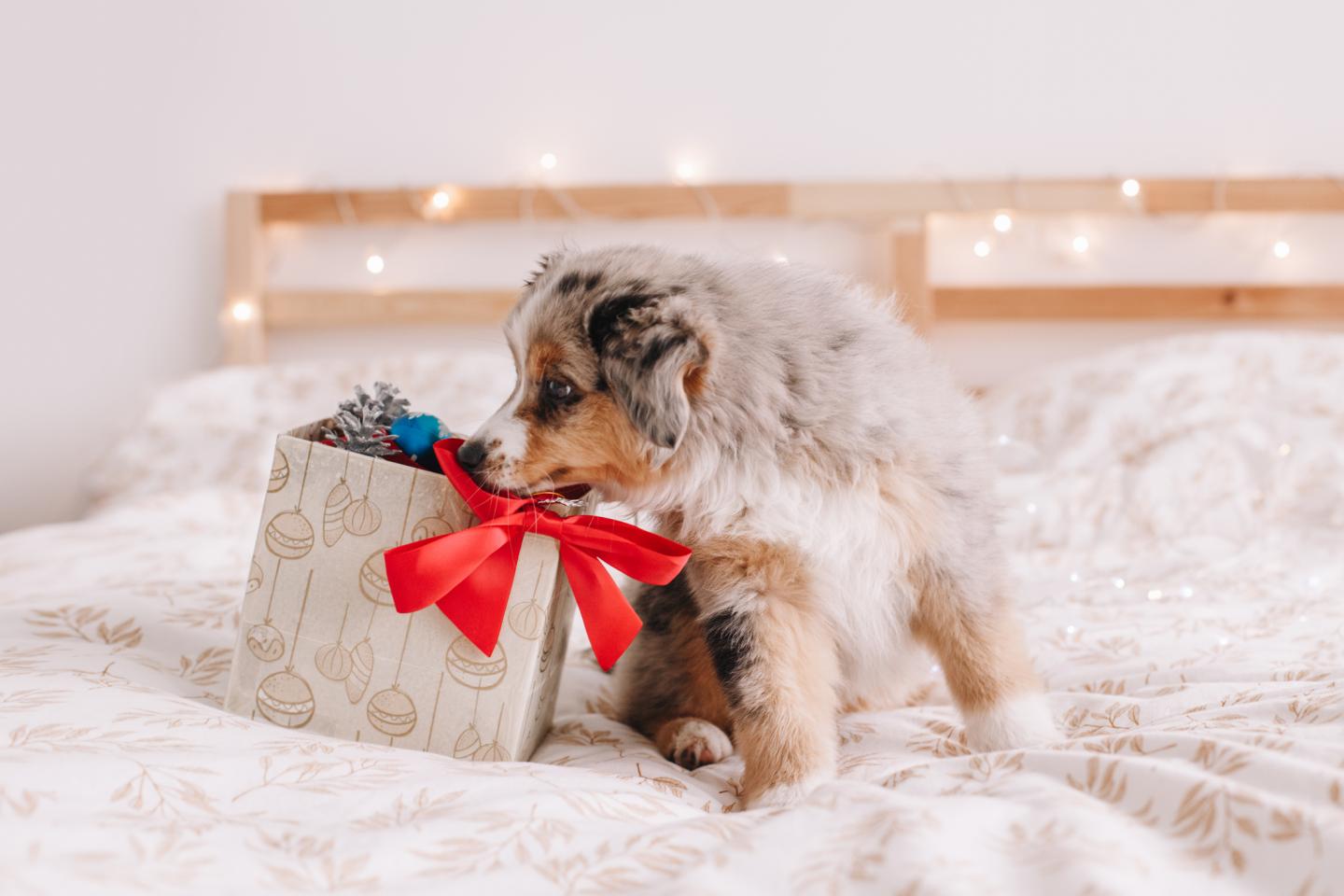The best gifts for spoiling pets and their owners