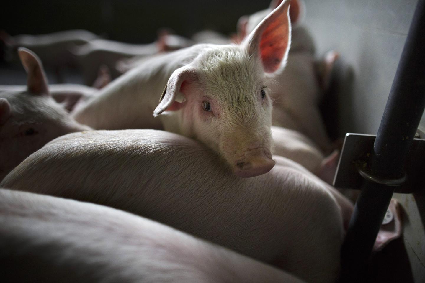 COP26’s focus on methane is right—but don’t scapegoat animal agriculture on the altar of climate change