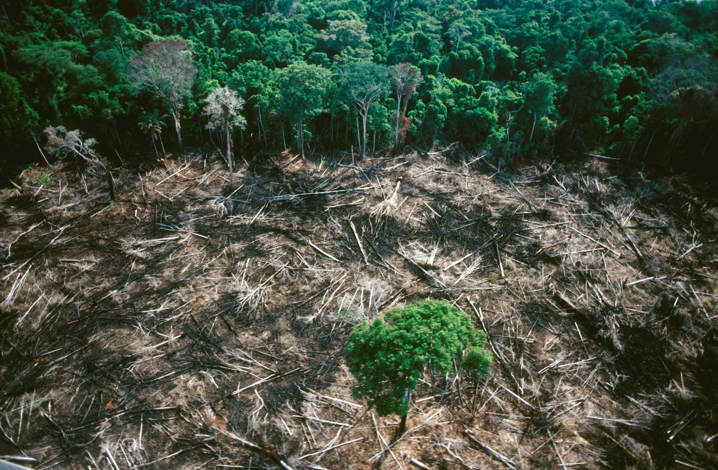 World leaders announce deforestation pledge—and NGOs and scientists feel déjà vu