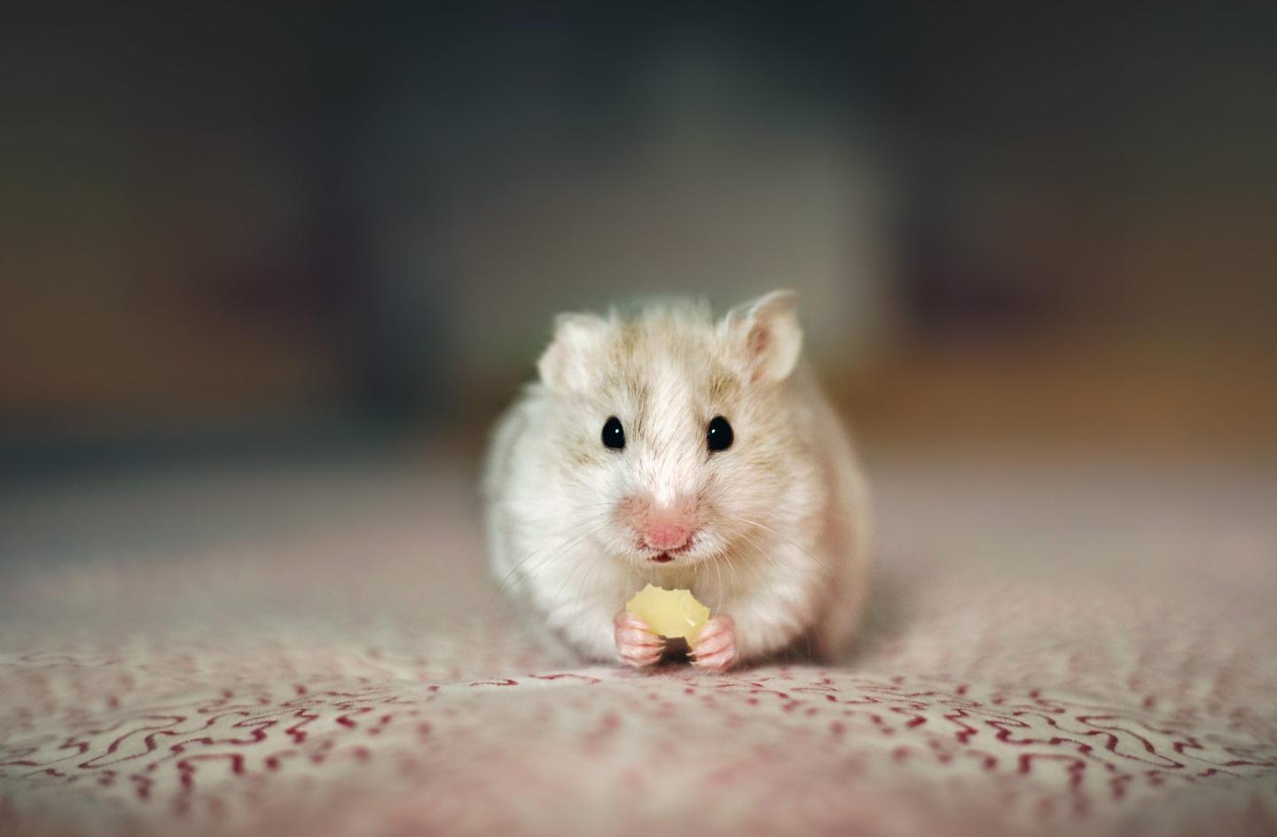 Crypto-trading hamster that outperformed Warren Buffett has died