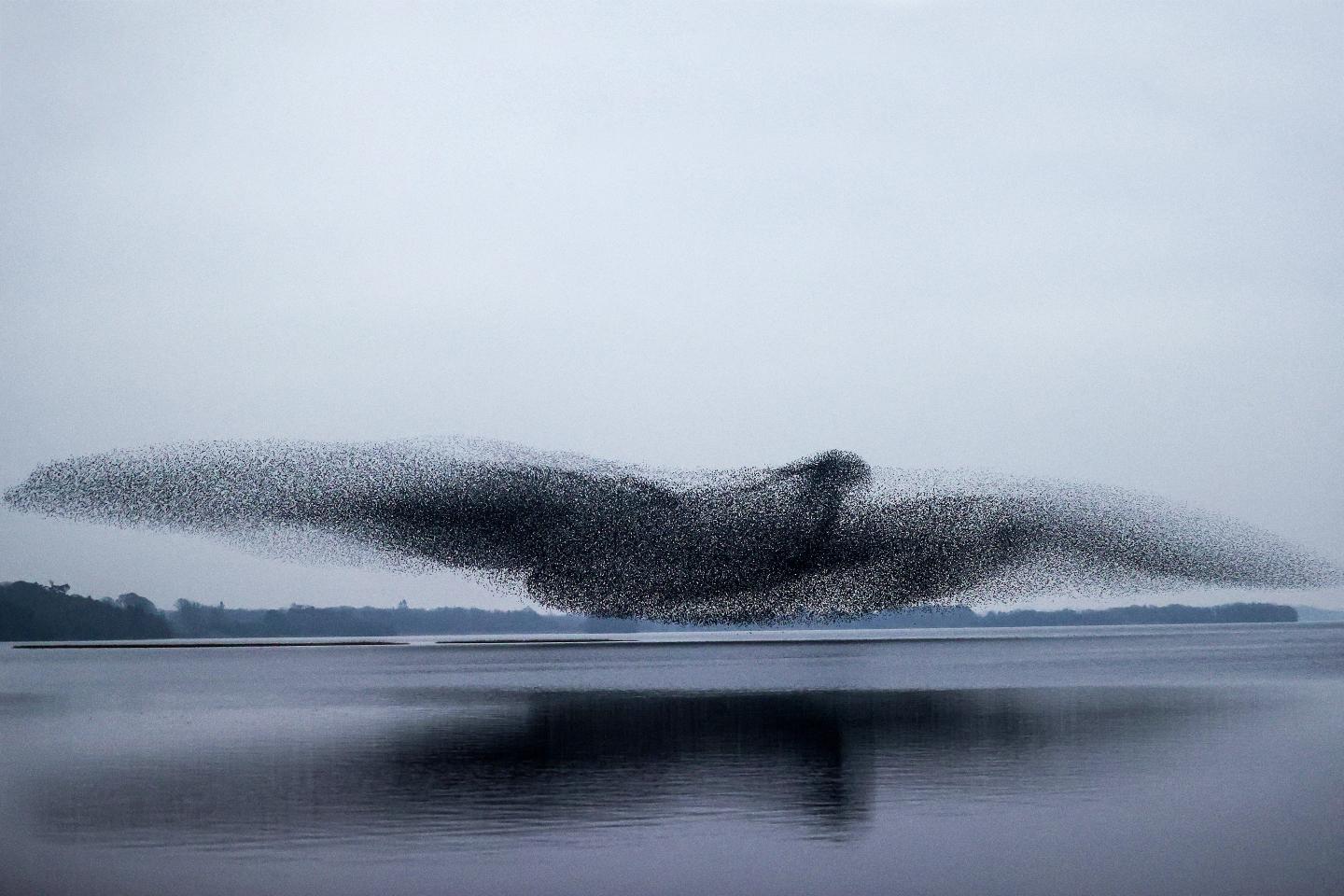 NOB.0122.Starlings