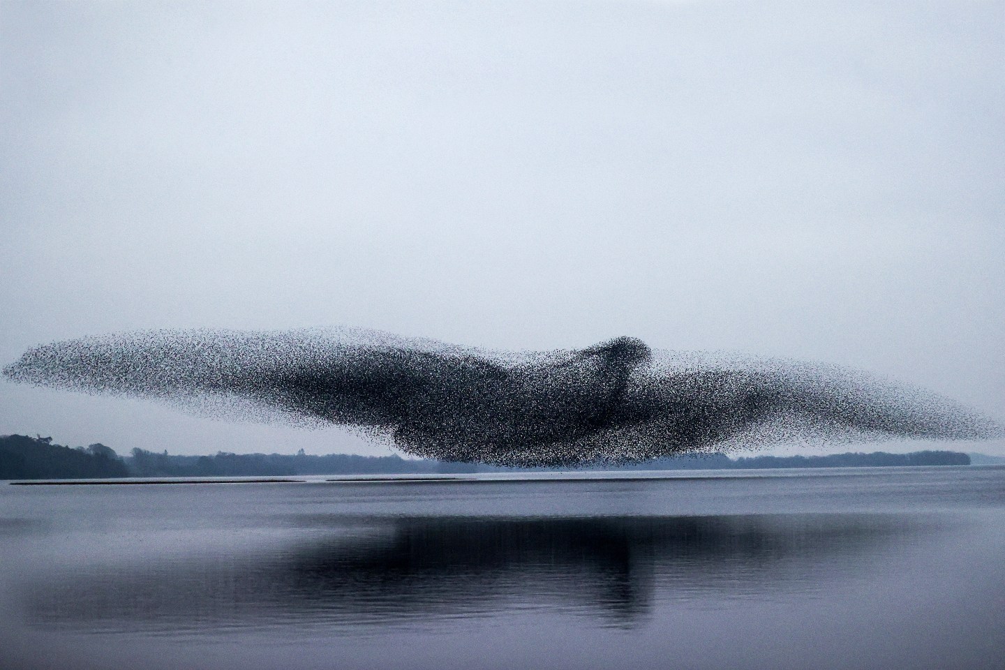 NOB.0122.Starlings