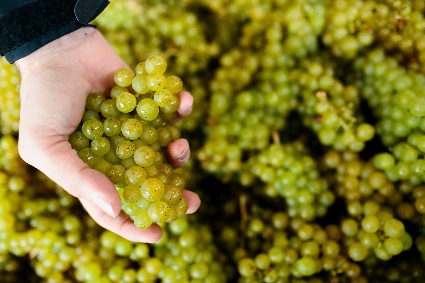 Grapes from Gusbourne vineyard in Kent