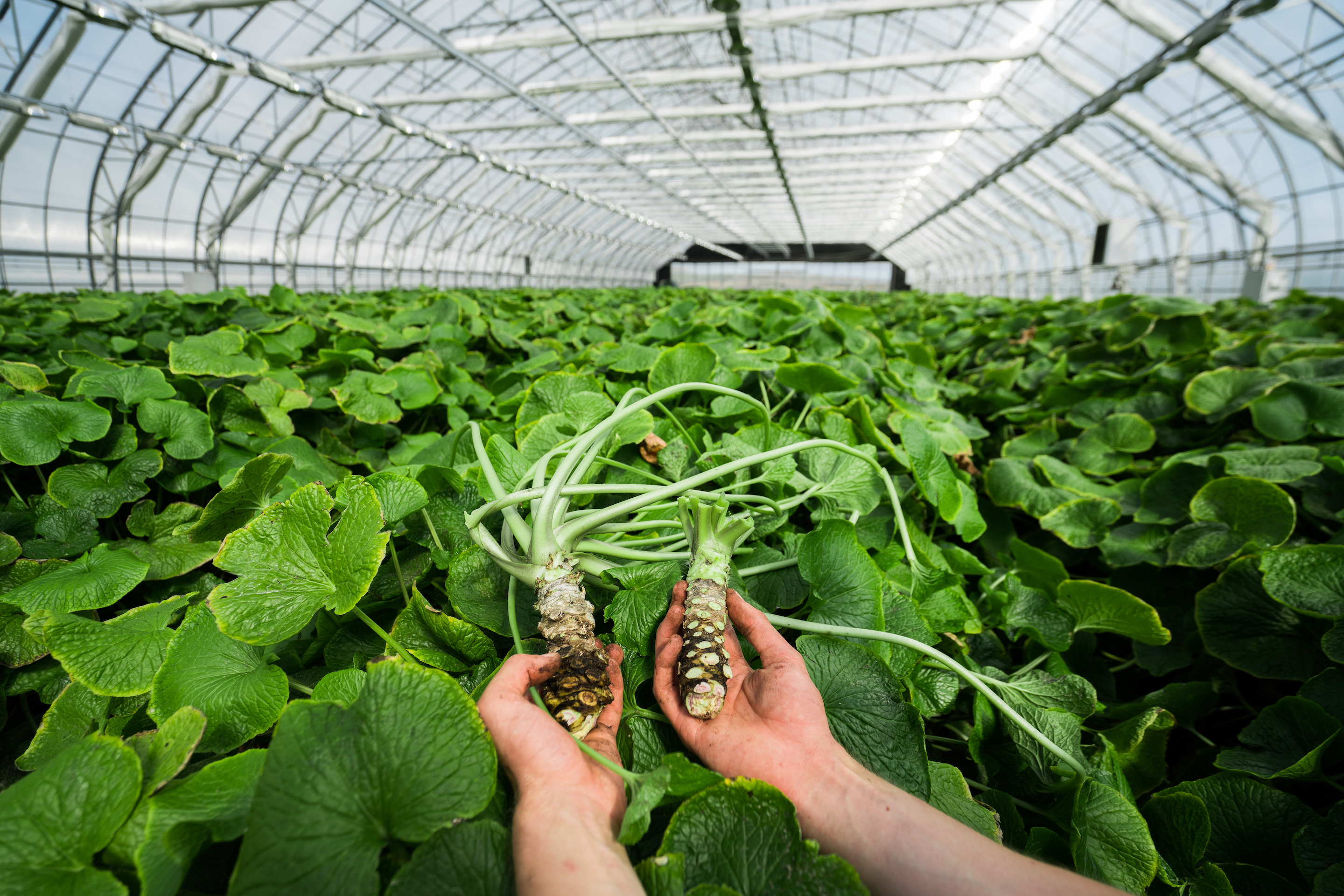 Growing wasabi in Iceland inside one of the world's most innovative  greenhouses | Fortune