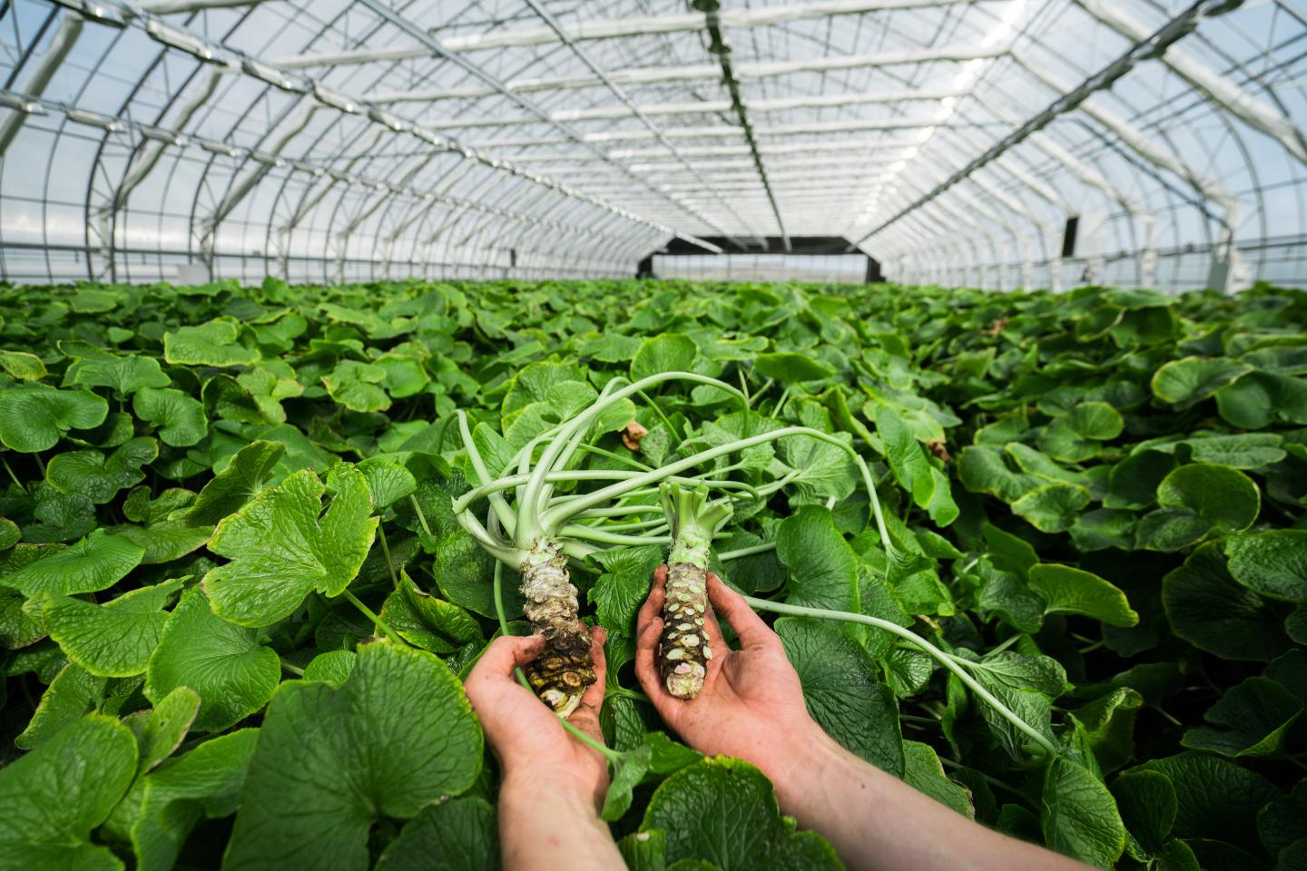 Growing wasabi in Iceland inside one of the world’s most innovative greenhouses