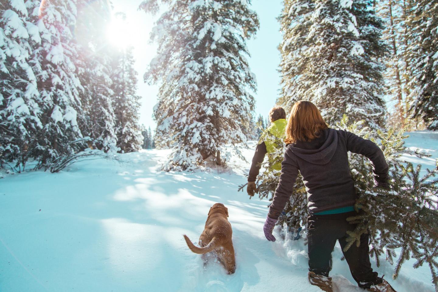 Can’t find a Christmas tree? Get one from a national forest