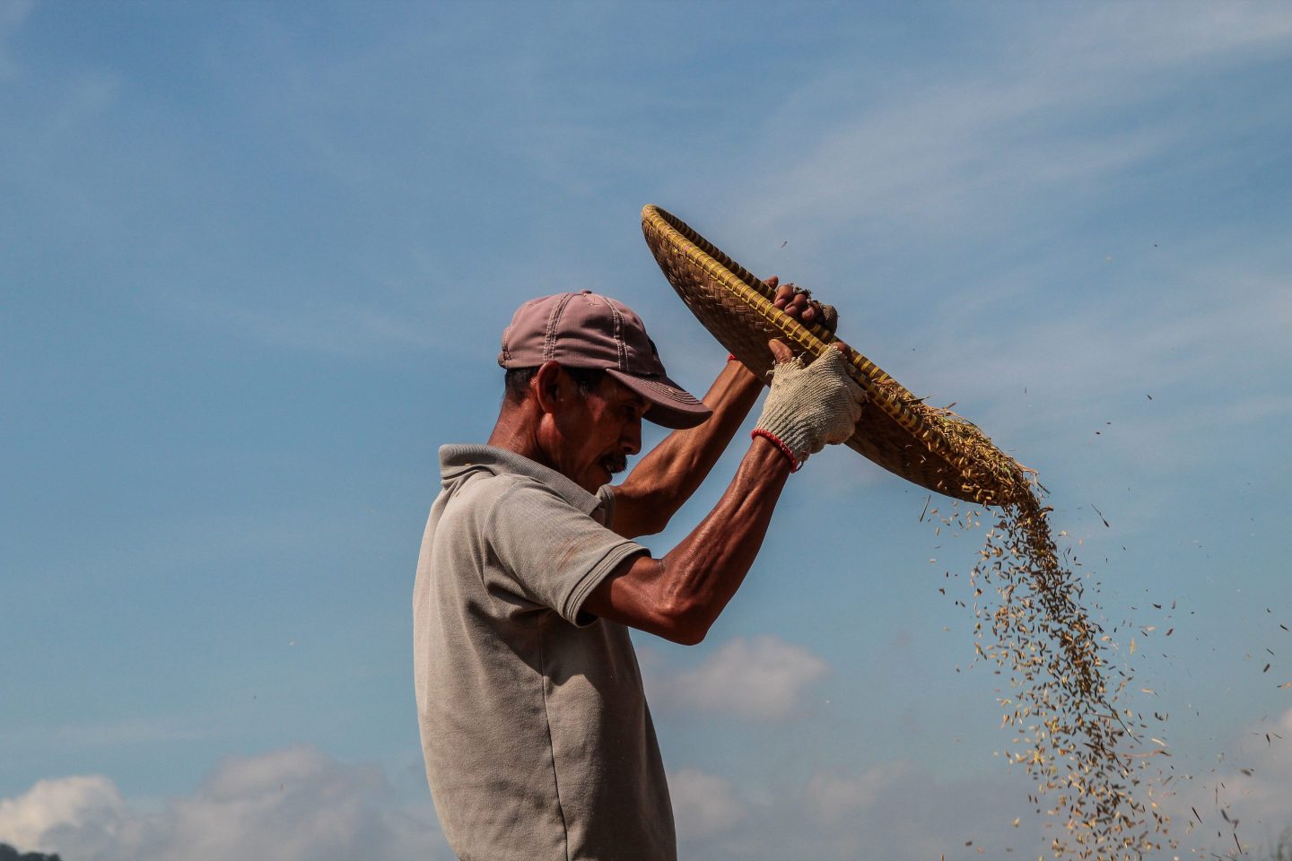 TANJUNGSARI, INDONESIA &#8211; 2020/05/14: A farmer separates chaff from rice seeds in the traditional method of winnowing in Mekarsari village.<br />
Indonesian farmers, respond to government instructions to accelerate agricultural production after harvesting in correspondence with health protocols amid the increasing cases of Covid-19 to avoid situations of food crises and crop failure resulting from drought. (Photo by Algi Febri Sugita/SOPA Images/LightRocket via Getty Images)