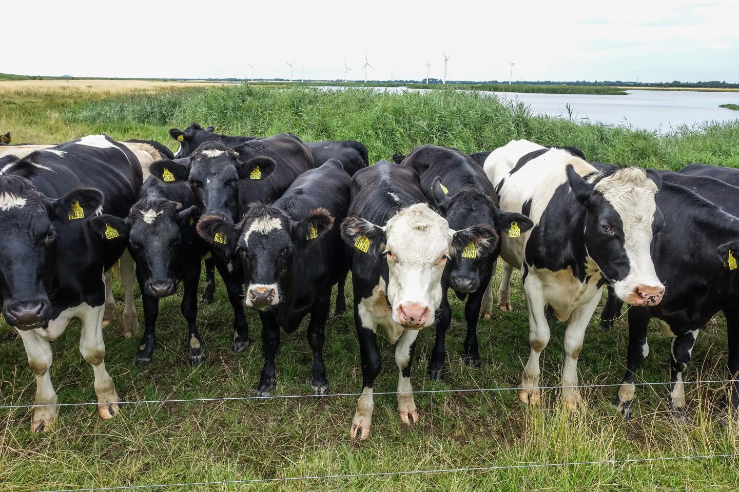 Photo of cows