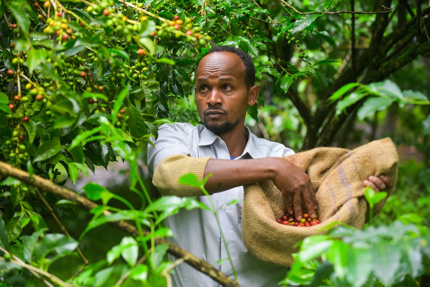 Coffee prices hit a 10-year high, rising more than any other commodity this year