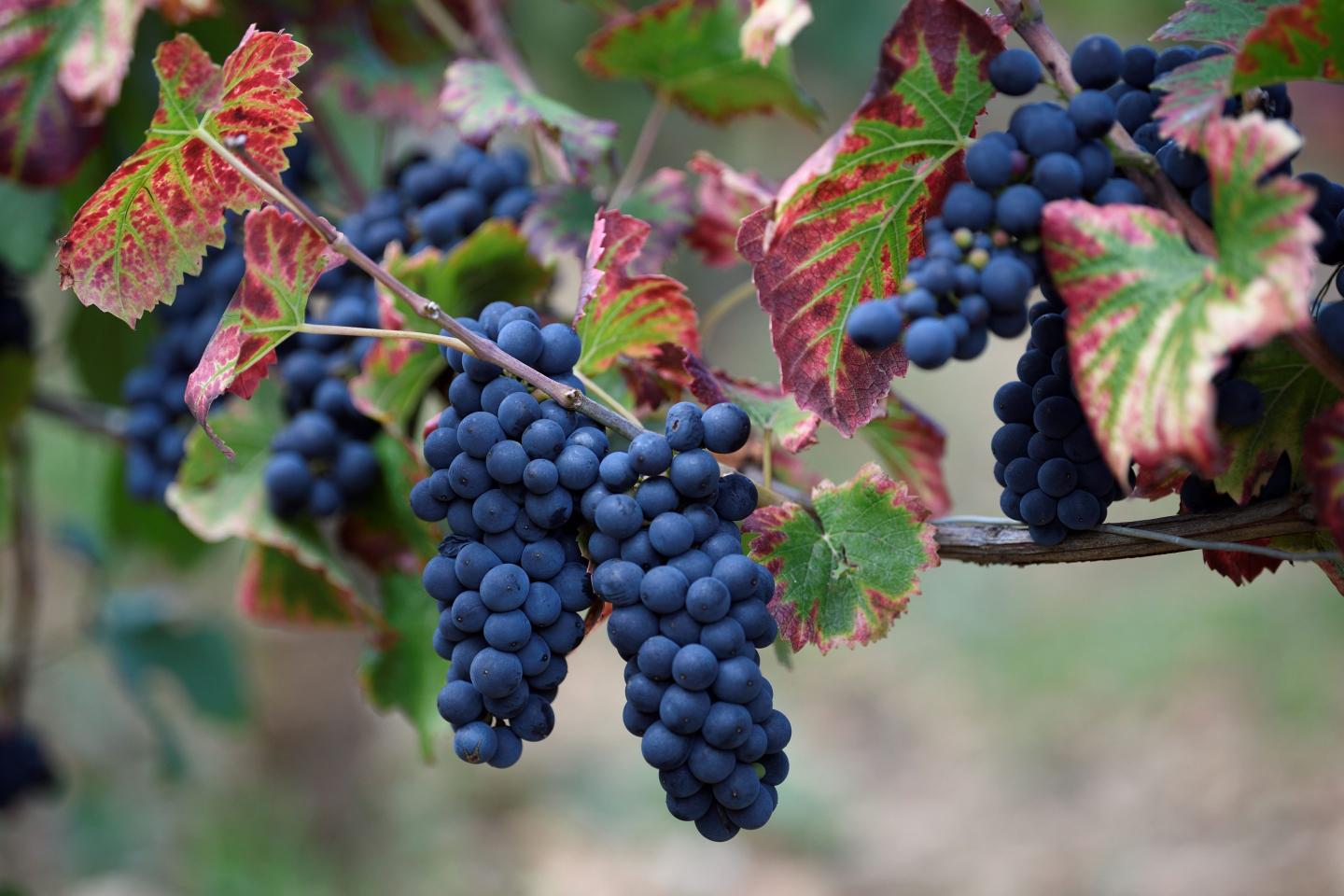 The Art of business: Cheers to the creator of box wine