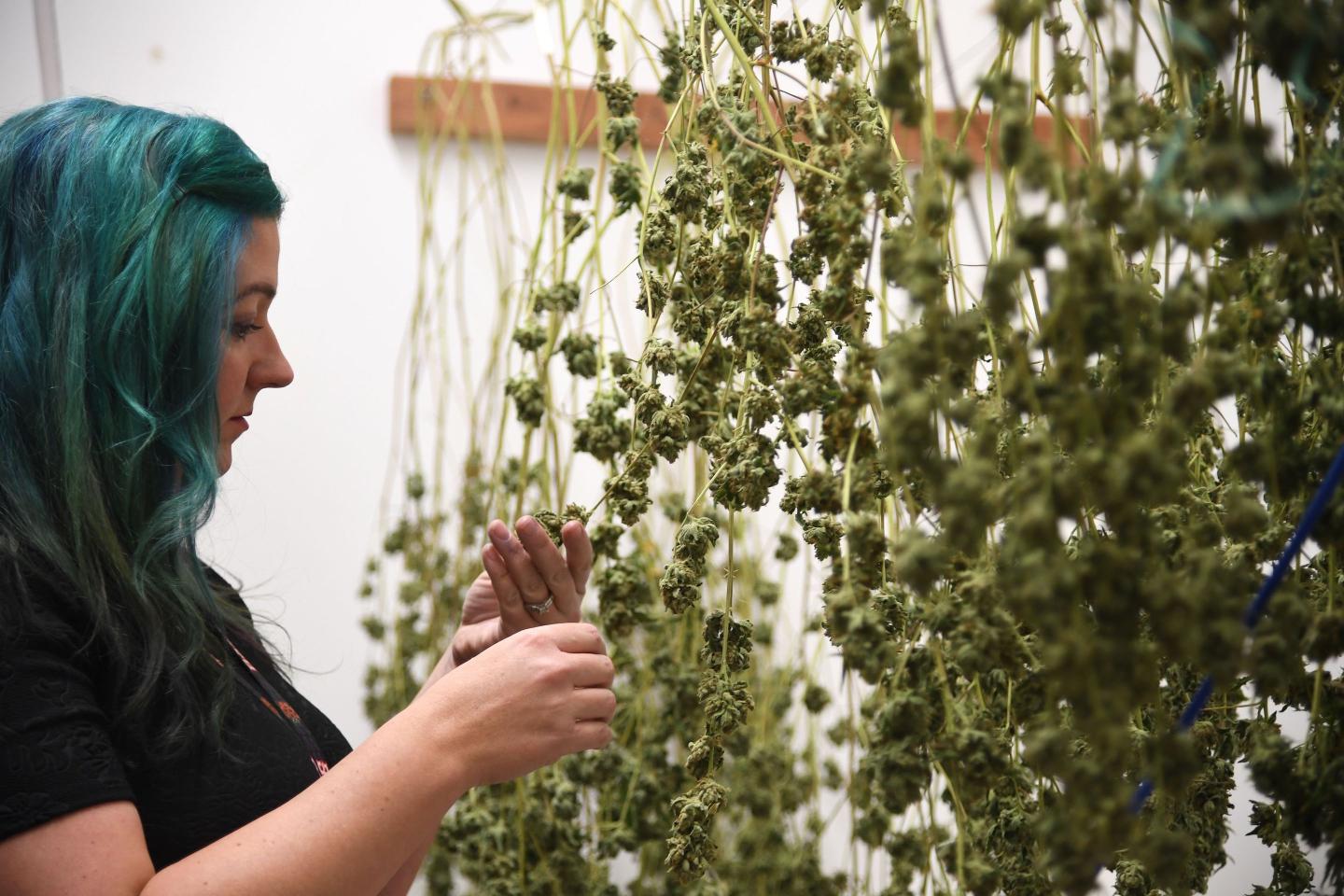 Marijuana sales
