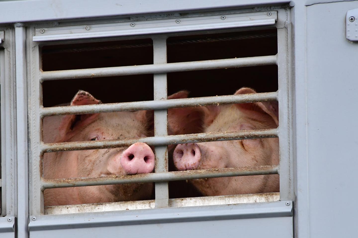 Biden’s new plan to fight inflation: take on Big Meat