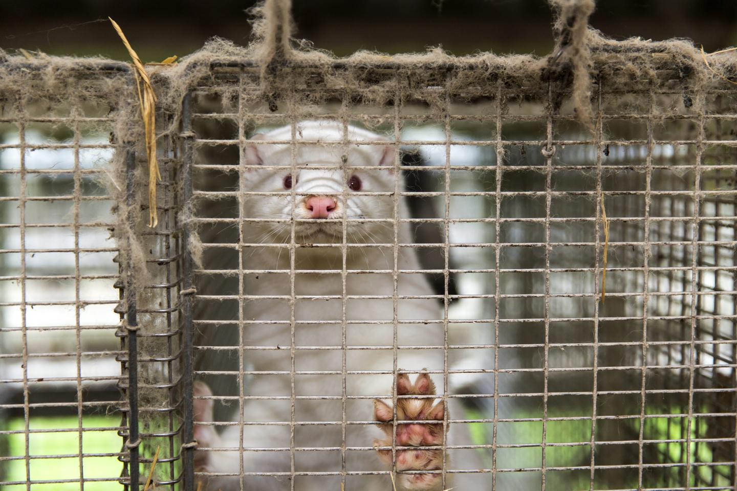 Danish Mink Farmer Criticize Government For Unlawful Order To Cull All Mink