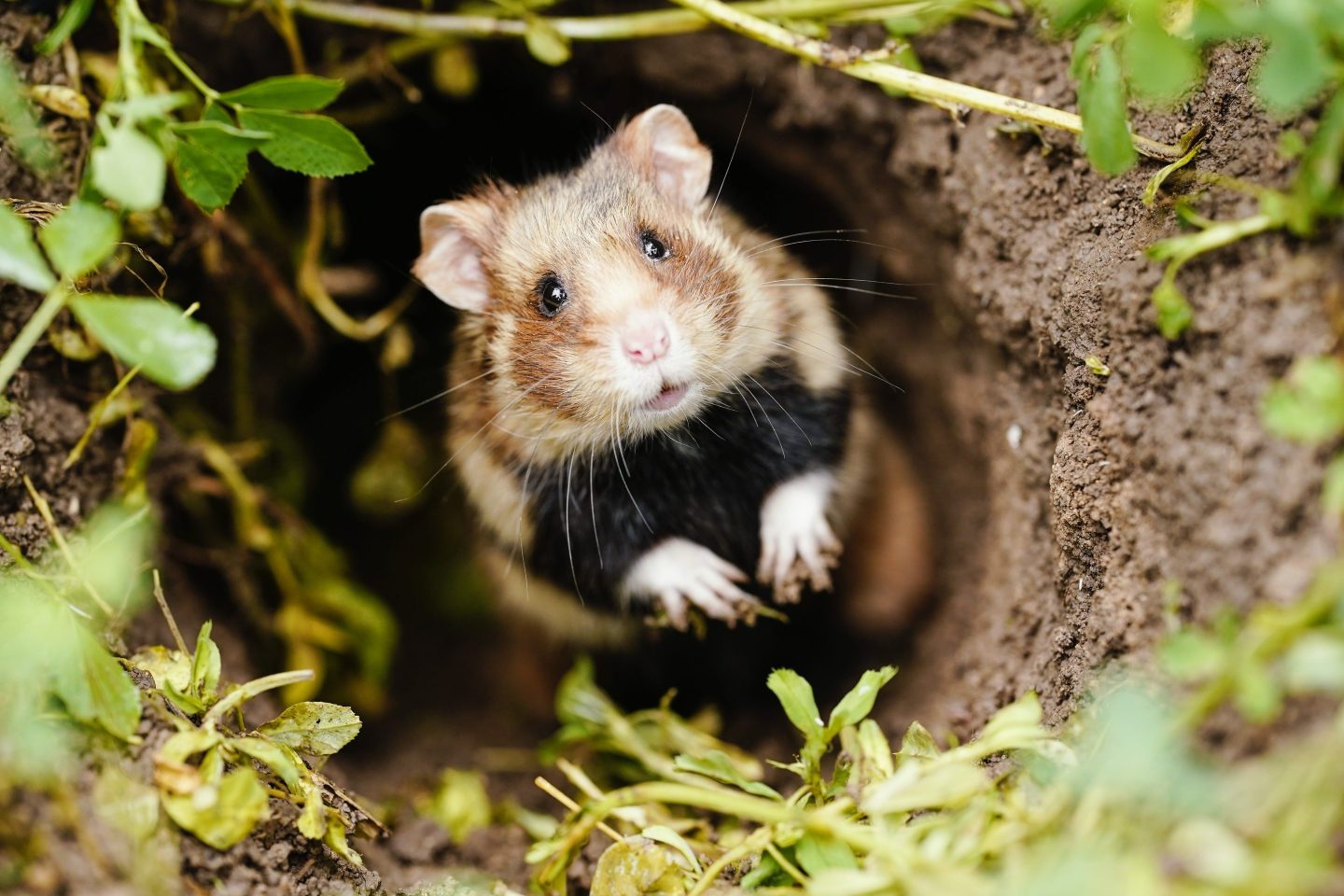 Photo of a hamster in a field