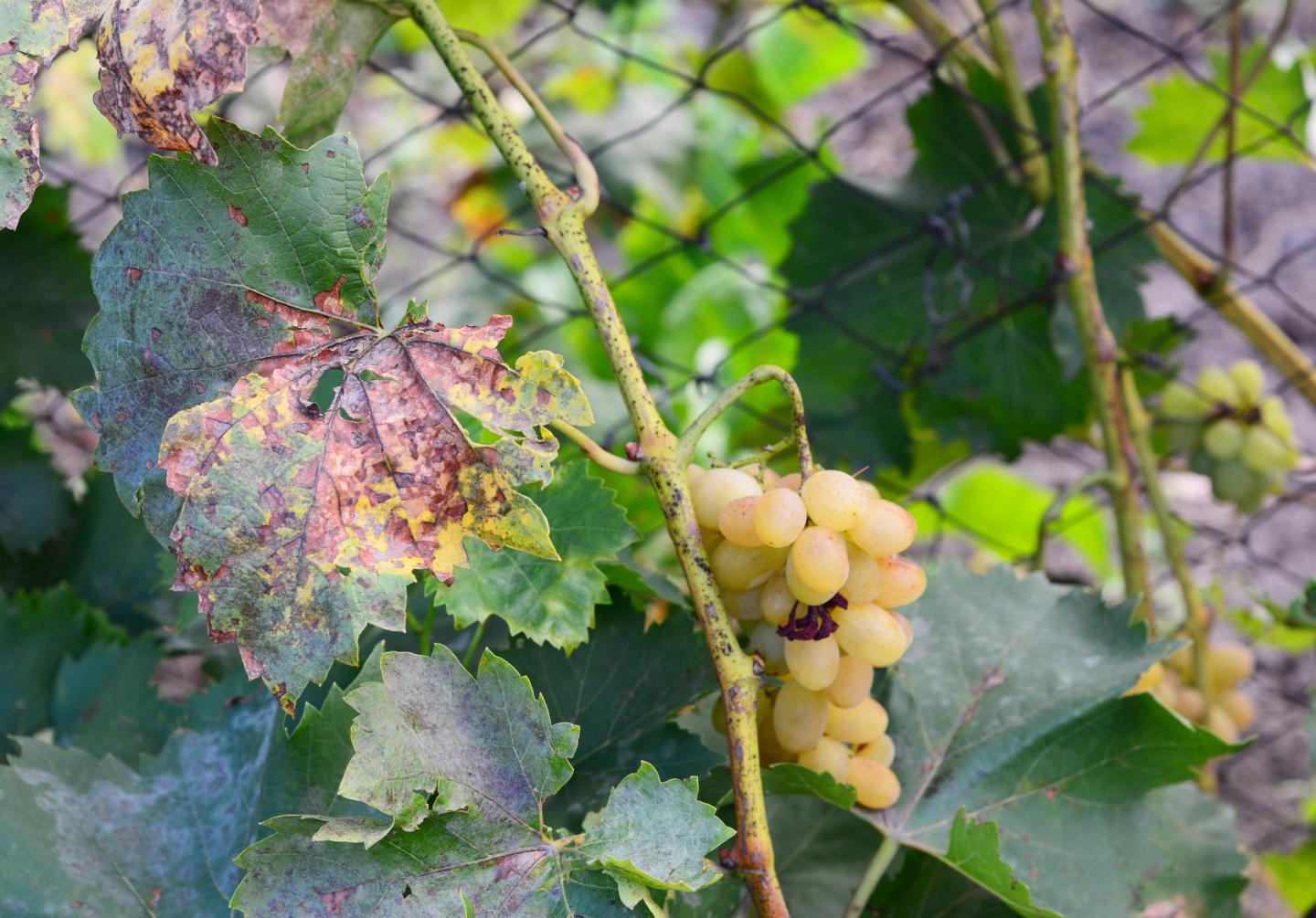 Terraview is agtech for winemaking, and it’s tackling climate change for the industry