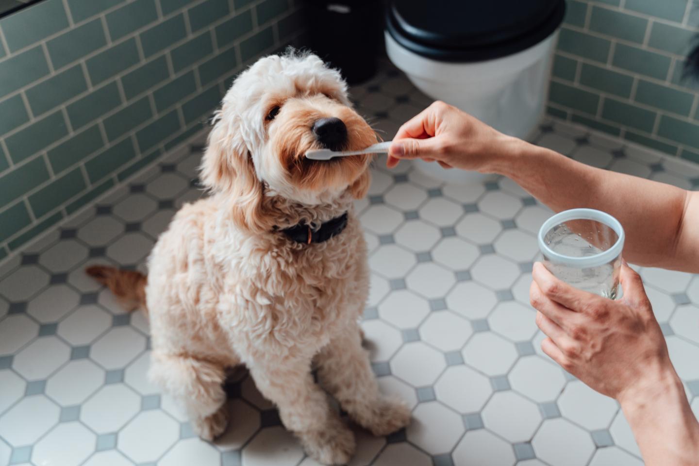 5 must-haves for keeping your pets healthier