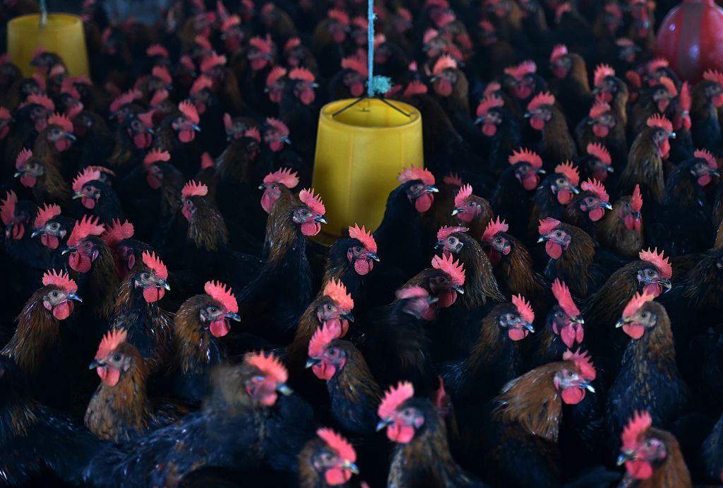 Chickens are seen in their enclosure at a poultry farm in China.