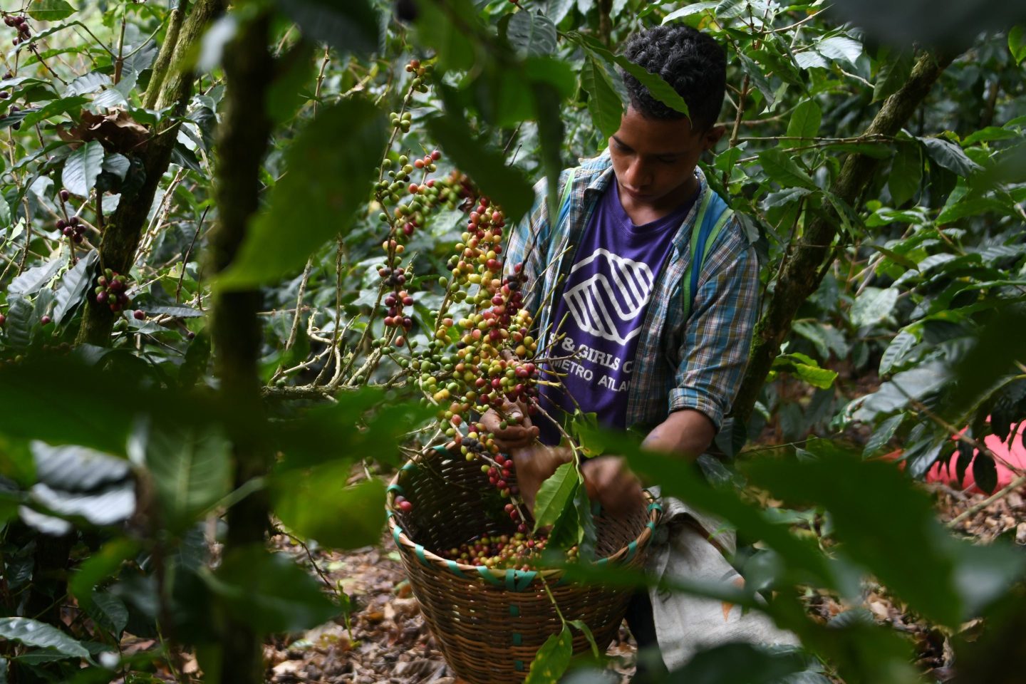 When crops fail in Central America, many people see no other option but to migrate to the U.S.