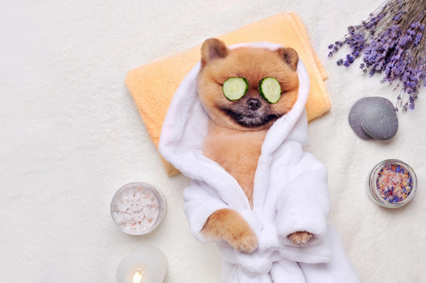 Pet care has never been as fancy as it is now
