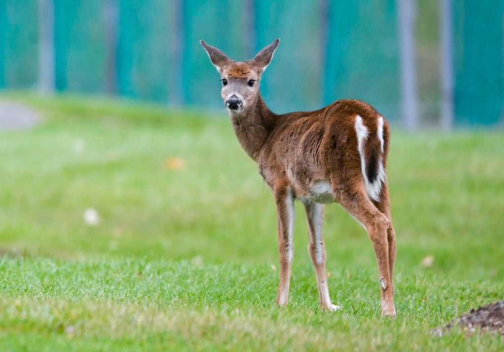 A white-tailed deer