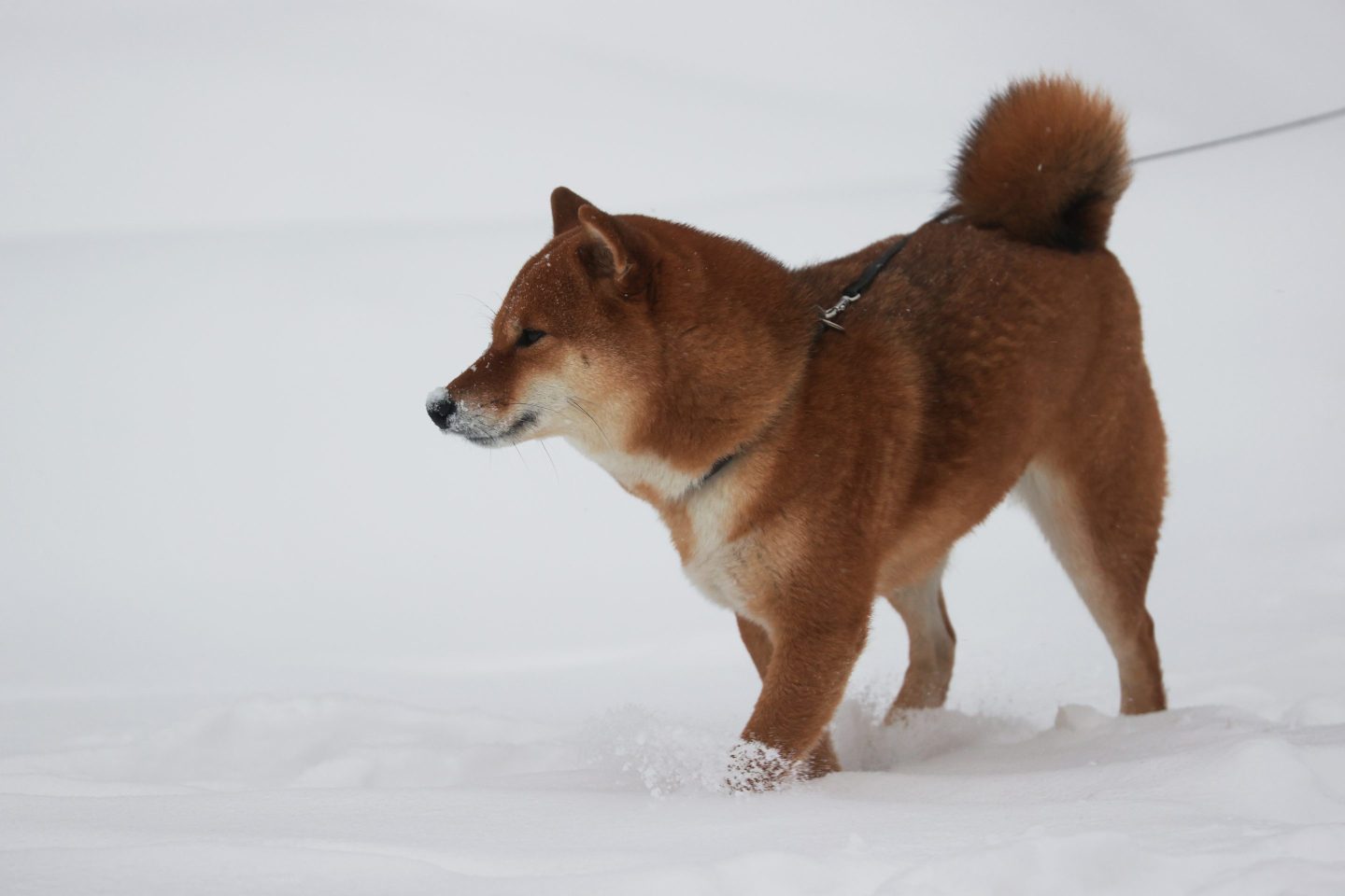 The meme coin is named after the Shiba Inu dog breed