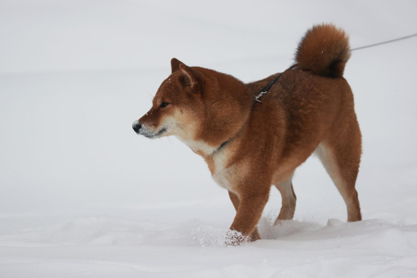 The meme coin is named after the Shiba Inu dog breed