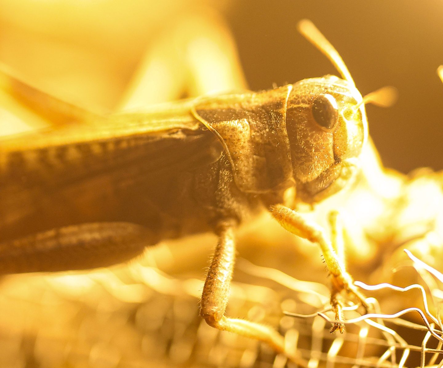 a close up photo of a locust