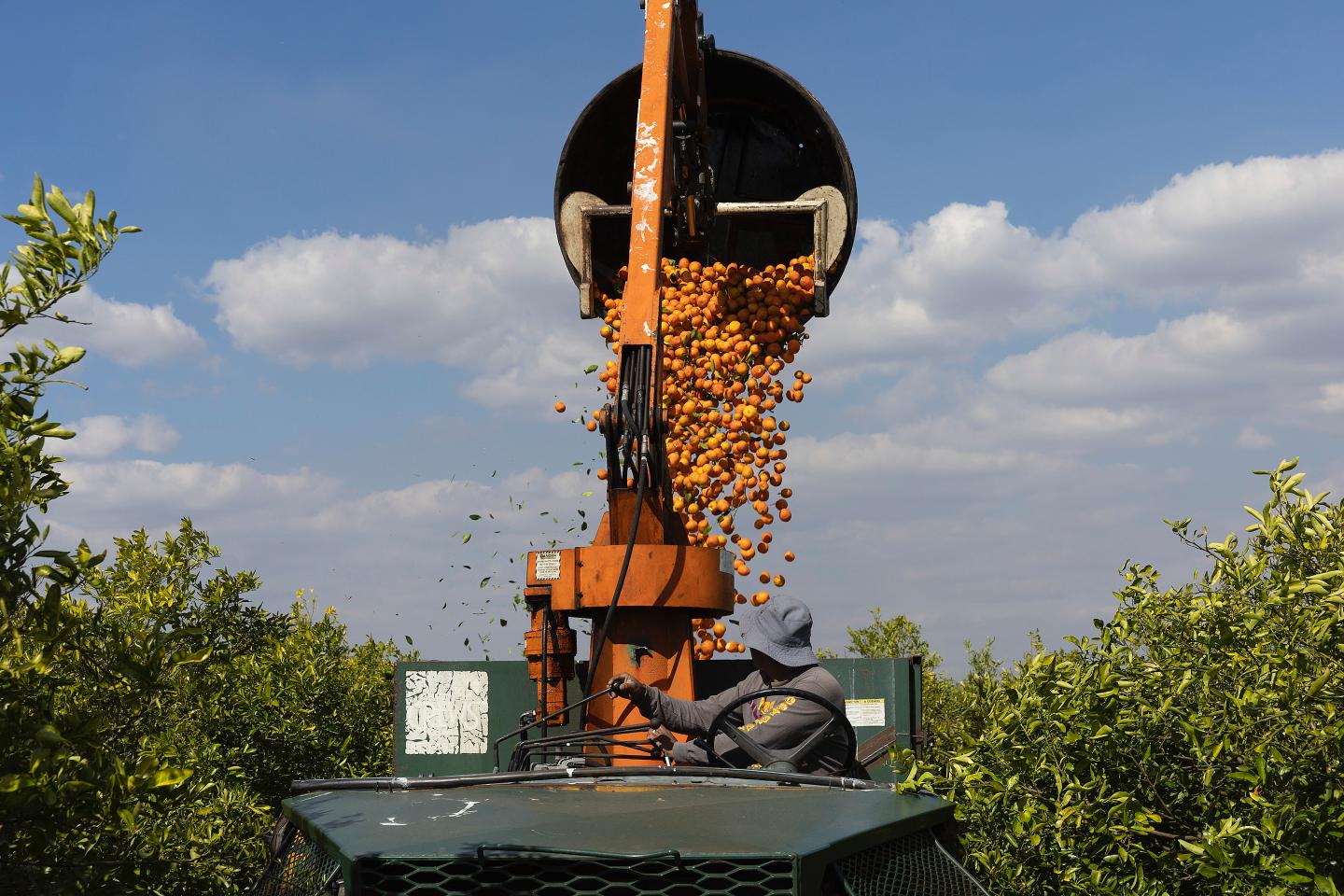 Harvesting oranges in Florida