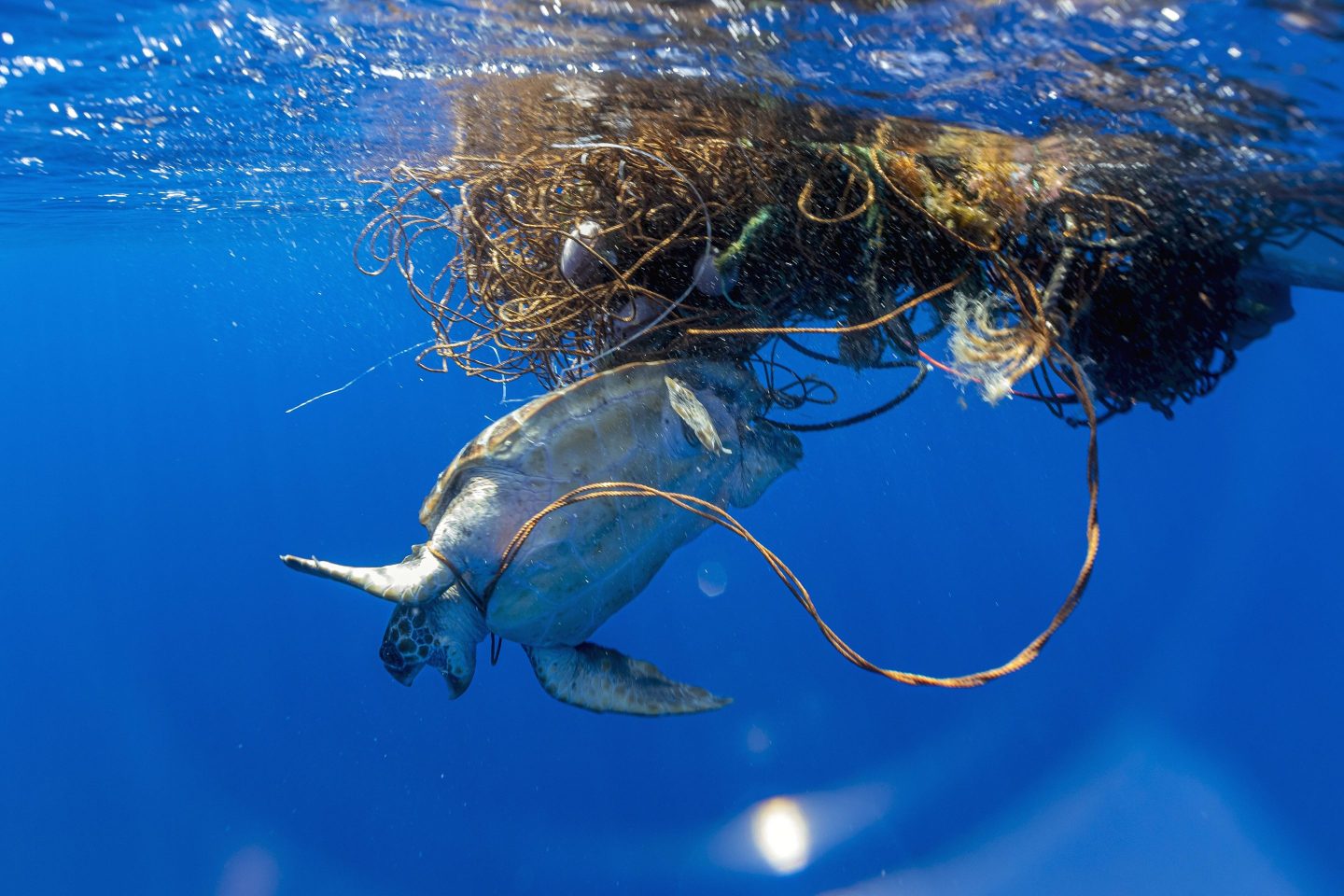 A loggerhead sea turtle trapped in a “ghost net” in the Azores