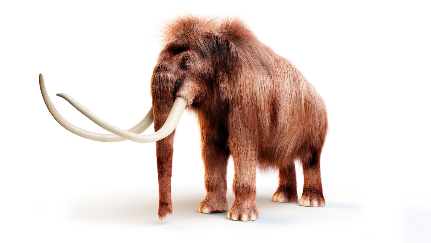 A woolly mammoth