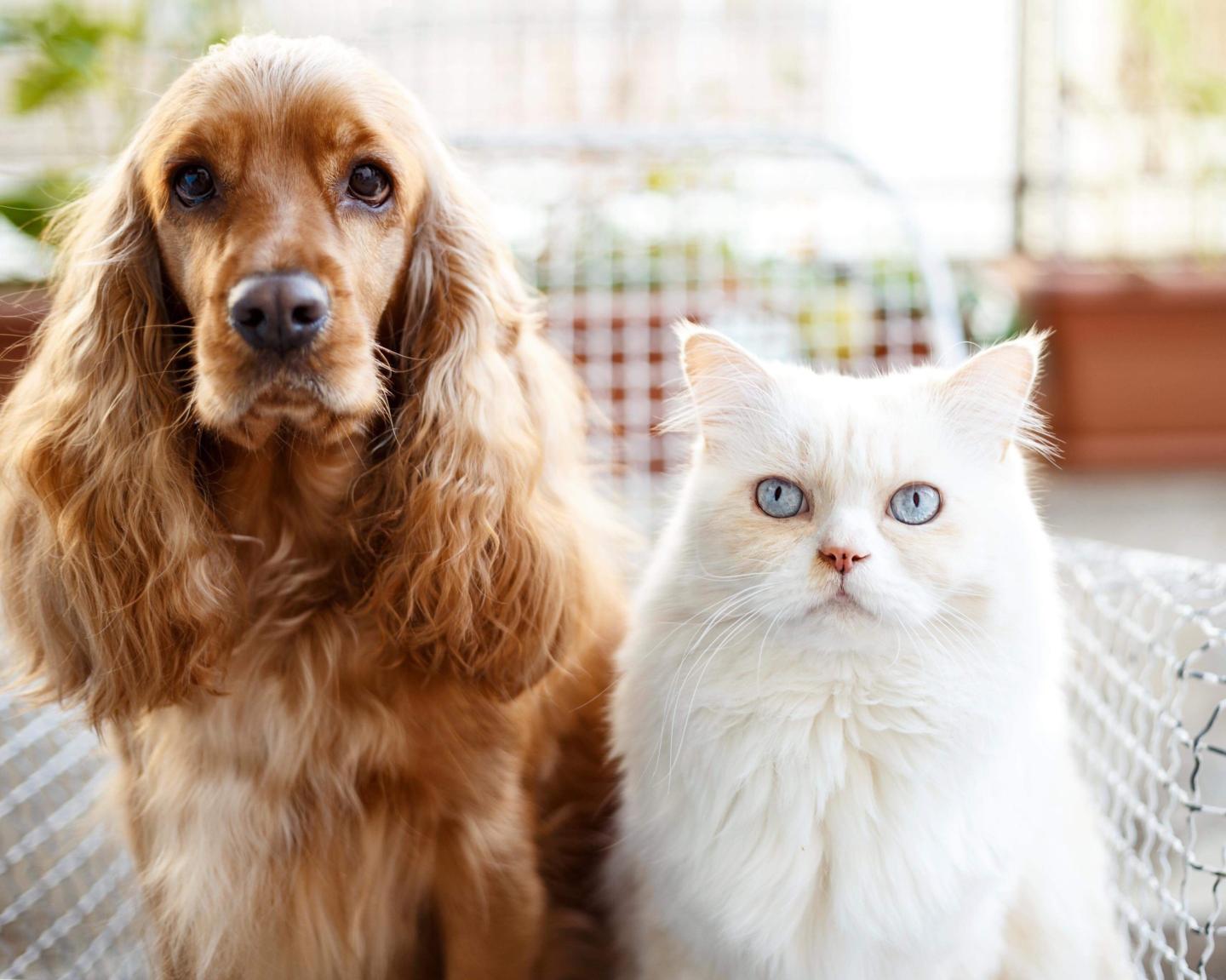 A dog and cat