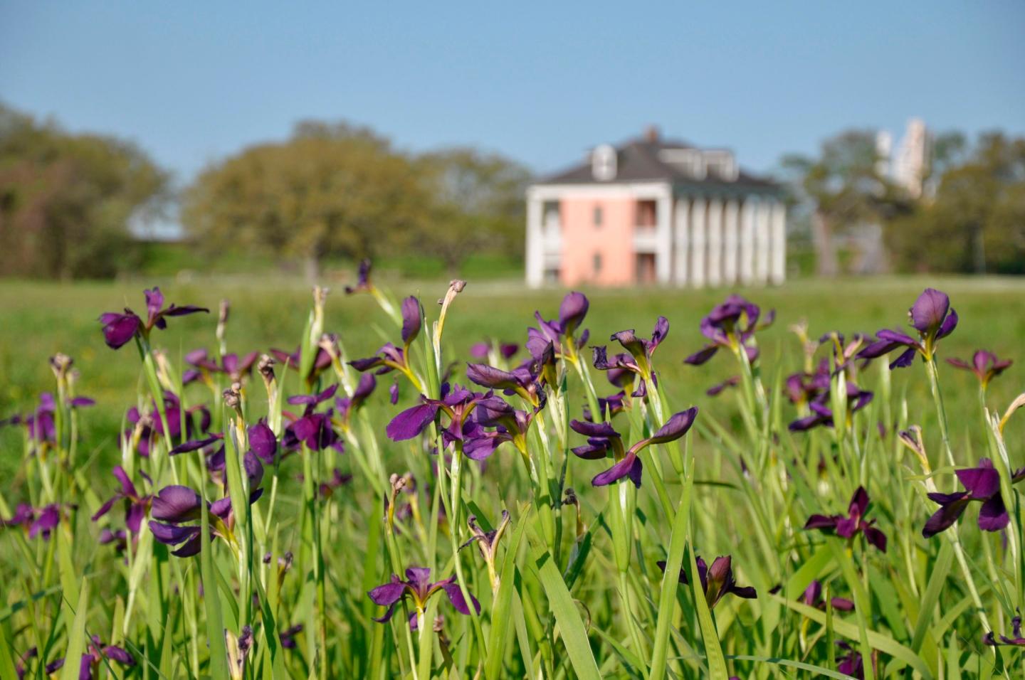 Irises found on a national park battlefield in Louisiana may mark razed homes in historic Black community ‘Fazendeville,’ founded by a New Orleans-area grocer