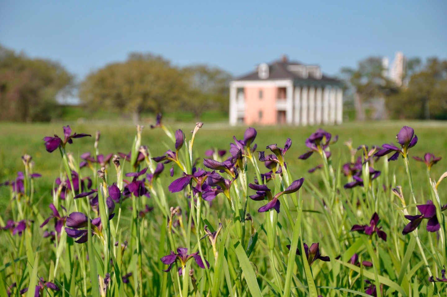This March 29, 2021, photo provided by Paul Christiansen shows Louisiana iris on the location of the Battle of New Orleans and of the small historic Black neighborhood of Fazendeville, founded about 1870 for recently emancipated Blacks and torn down in the mid-1960s to expand a national park in Chalmette, La. The Malus-Beauregard House is in the background.