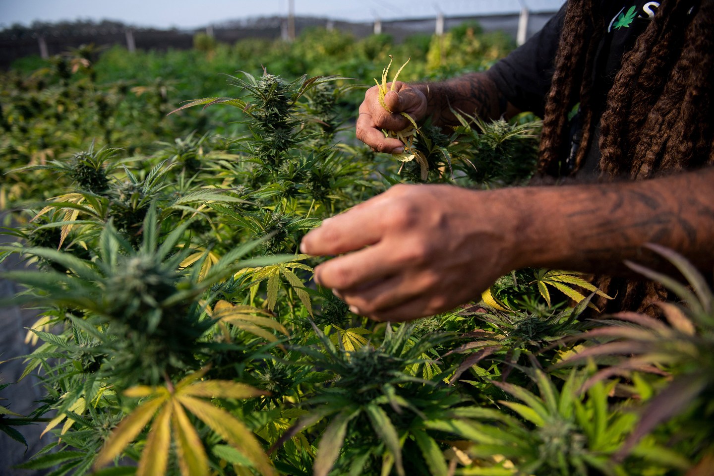 A man inspects cannabis plants on a weed farm.