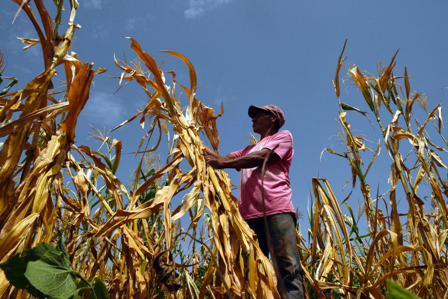 In the past 50 years, climate change has lowered global agricultural productivity by an estimated 21%, and by up to 34% in Africa and Latin America.