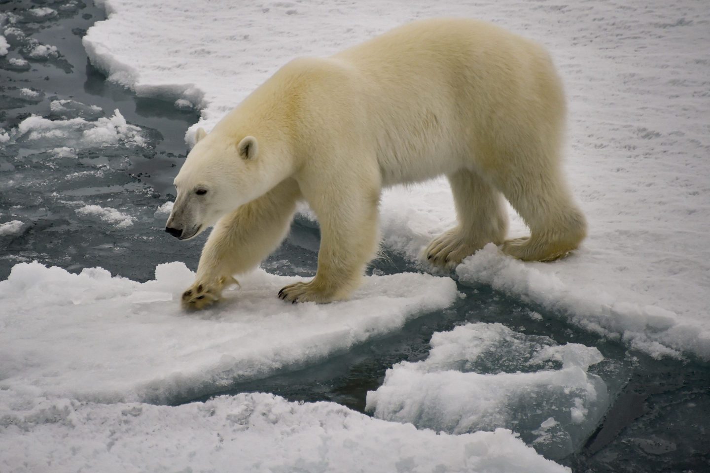 A polar bear is seen in the Russian Arctic