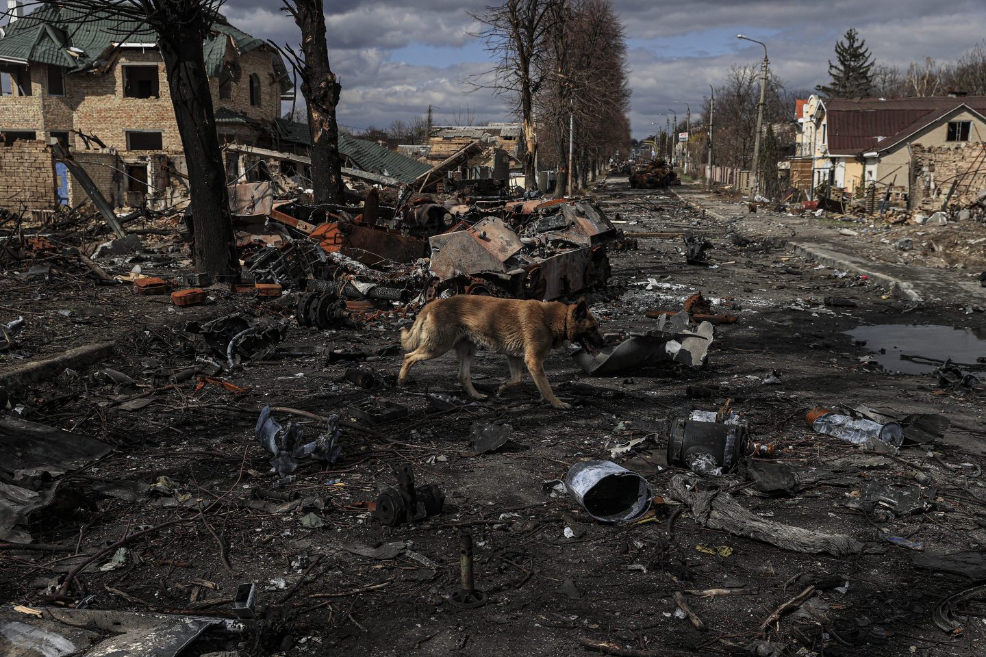 Dog walks through destruction in Ukraine